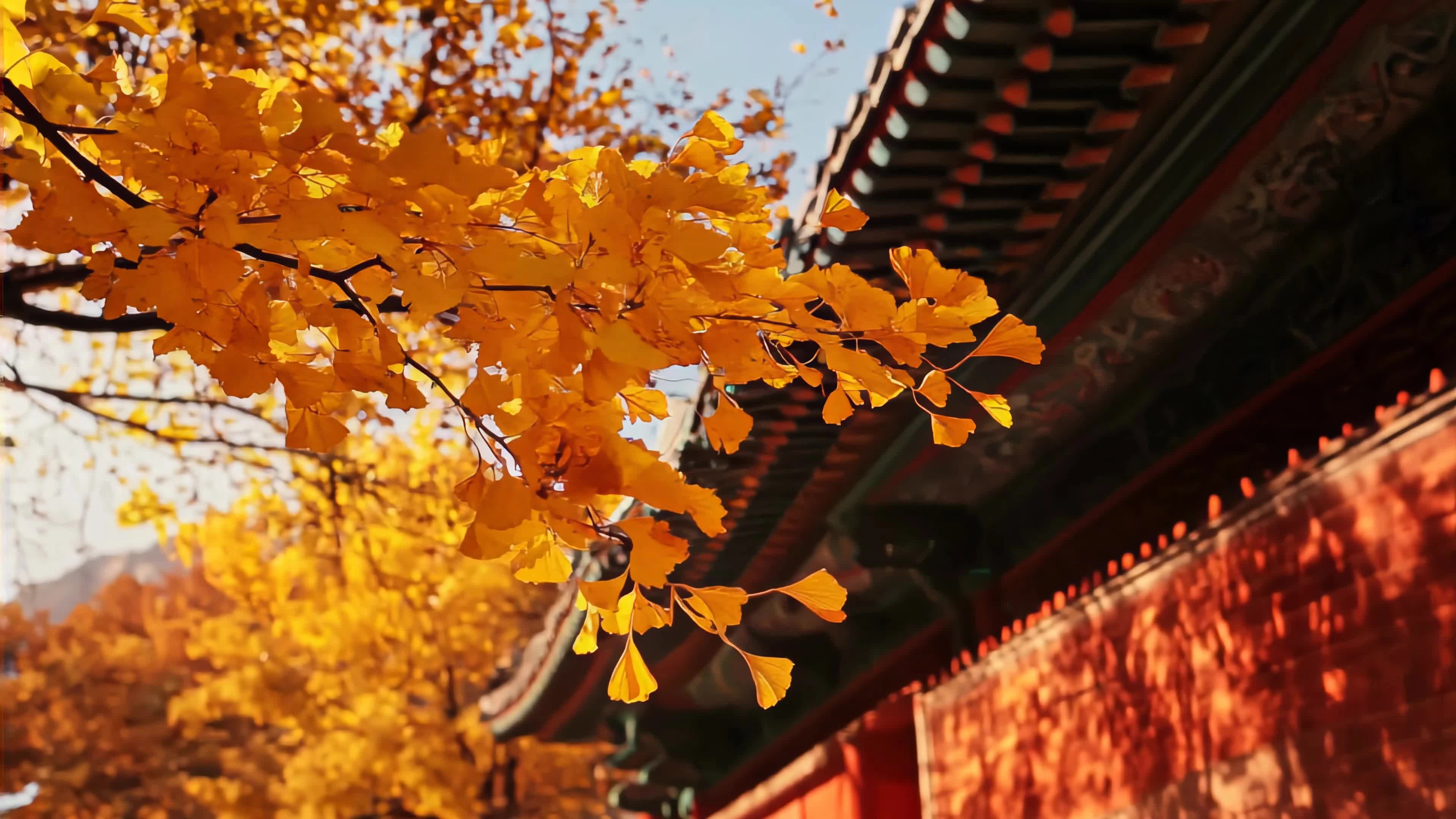 深秋摄影之旅